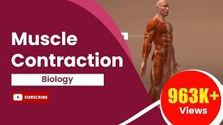Locomotion & Movement: Muscle Contraction | Class 11 | Biology