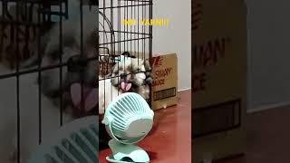 SHIH TZU KO ENJOY SA CHARGEABLE FAN NYA #shitzu #like #animals #pets #comment #subscribed