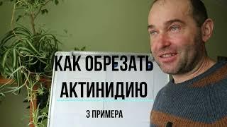 КАК ОБРЕЗАТЬ АКТИНИДИЮ,