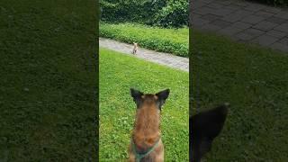 Gute Freunde #malinoisdog #nacktkatze #begegnung