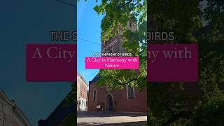 The Symphony of Birds in Riga: A City in Harmony with Nature #youtubeshorts#latvia#europe