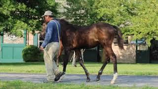 GIACOMETTI  -  Weanling Colt 02 July 2020 at WinStar Farm