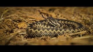 Wildlife photography and film Welcome to my world of wildlife photography
