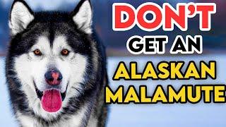 Why You SHOULDN'T Get An ALASKAN MALAMUTE!