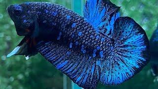 The Most Beautiful 10 Blue Black Galaxy Betta | Avatar Betta Fish | Galaxy Black Star Betta Fish