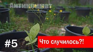 ОГОРОД В ВЁДРАХ! Что случилось?!