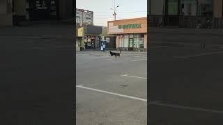 Дикая природа размножение собак