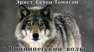 Виннипегский волк. Автор: Э. Сетон-Томпсон