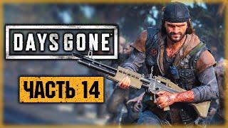 DAYS GONE #14 ️ - ПУЛЕМЕТ ПРОТИВ ОРДЫ! - Охота на "Рыжего" - Жизнь После (2021)