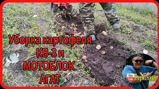 мотоблок агат Уборка картофеля ️картофелекопалкай кв-3