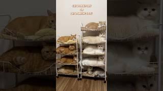 Cat dormitory or cat parking lot?#cat #kitten #catlover #petlife #cute #cuteanimals #petlover
