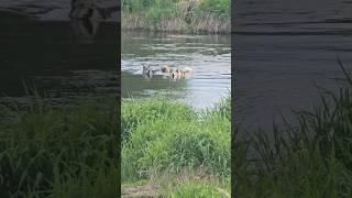 Возвращение беглецов