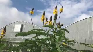 Who is the smartest plant smarty in all the land?