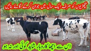 Dairy Farming in Pakistan | cow Farming Business