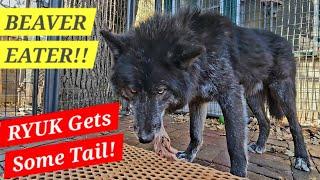 RYUK Eats Beaver Tails!! - RAW Feeding