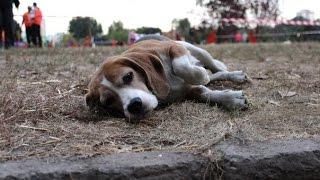 «Cherkasy Open Agility» Beagle Xena