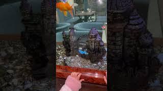 At night the lights were turned off and all the fish were lost except one.