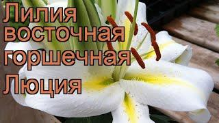 Лилия восточная горшечная Люция (lilium)  лилия Люция обзор: как сажать луковицы лилии Люция