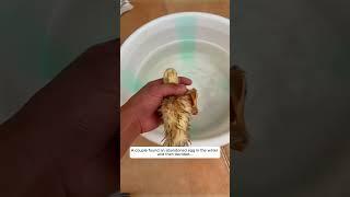 A couple found an abandoned egg in the water and then decided