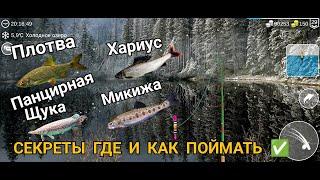 my fishing world - Панцирная щука, Микижа, Хариус, Плотва секреты где и как поймать