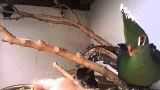 Barátkozunk - Making friends (Livingstone turaco)