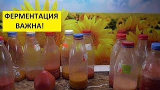 О заготовке семян томатов в домашних условиях. Нужна ли ферментация?