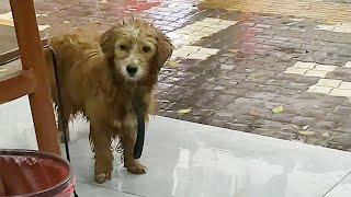 A hungry dog ran to the eatery to shelter from the rain, pleading with the boss not to kick it out!