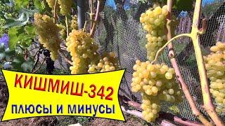 Кишмиш для севера / Кишмиш 342 плюсы и минусы