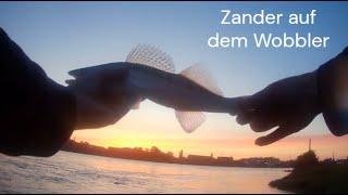 Zander angeln mit dem Wobbler,Livebiss