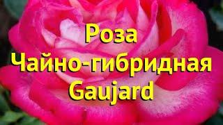 Роза чайно-гибридная Грауджард. Краткий обзор, описание характеристик, где купить саженцы Gaujard