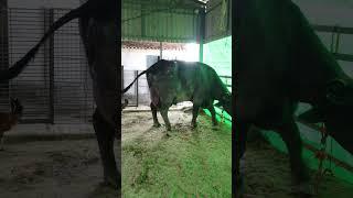 Btao apni chhaya kiya degi dosto# male ya female? Royal Dairy Guddu bhai