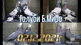 Игровые  Голуби  Миро Бишкек Кыргызстан 02.12.2021г #tauben #pigeons