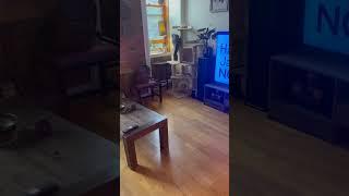 Julius Goes Crazy! Fun times with REAL AUDIO! Listen for thud at end from landed leap off screen!