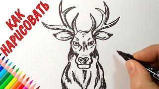 How to draw a deer, just draw