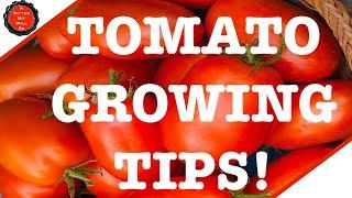 TOMATO GROWING TIP (adding wood ash)