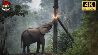 50 Shocking and Terrifying Moments of Animals Encountering Electric Shocks [Part 2]