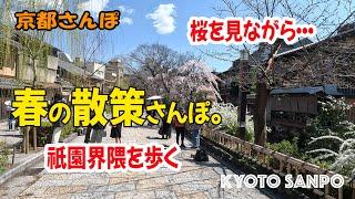 [京都お散歩4K] 春の散策さんぽ。桜映え間違いなし!! 三条大橋 縄手通り 新門前通り 白川筋 新橋通り 切り通し 四条通り 花見小路通 kyoto