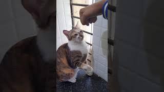 #muddumaripanda #fierycat #catdiary I mean who said cats can't fist bump | me-2 and my staff-1