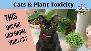 Cats and Orchids: 4 Levels of Toxic Plants