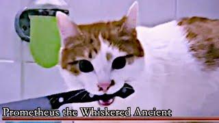 DARK SOULS BOSS MEME but the Cat has a Knife