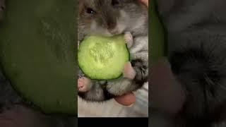 Funny and Cute Animal Videos Everyday | Animals LOL Moments #funnyanimals #shorts  #viral