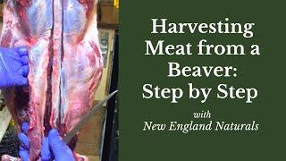 How to Harvest Meat from a Beaver: Step by Step Tutorial