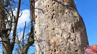 Natur auf der Spur in Dessau - Von wem stammen die riesigen Löcher im Holz?