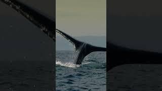 Humpback whale diving down!