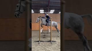 Sports horse vs Rescue pony