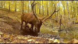 Jelenie , łosie , wilki z ostatniego tygodnia.