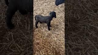 Adorable Suffolk Lamb’s First Wobbly Steps — Pure Farm Life Magic! 