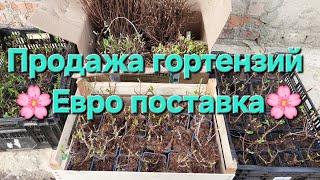 Продажа Гортензий.Новинки.