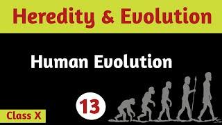 Human Evolution | Heredity & Evolution | Class 10 | Science | Biology | Dhiman's Biology