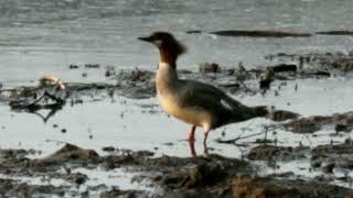 Female common merganser (mergus merganser)